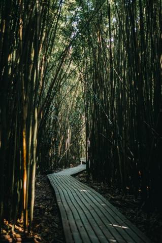 Lucky Bamboo Pictures Image