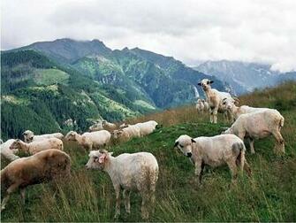 Sheep Wallpaper X Net