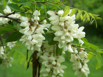Black Locust X Wallpaper