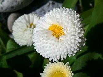 English Daisy Flowers Top My Wallpaper