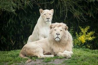 Wallpaper White Lions Cat Grass Couple HD 4k