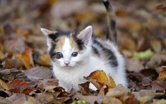 Kitten Wallpaper Best