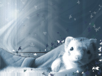 Ferret Wallpaper By Kithlin