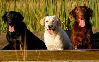 Animal Labrador Retriever Dog Wallpaper