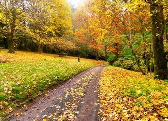 Forest Autumn Landscapes Large Mural Wallpaper Bedroom Living Room Tv