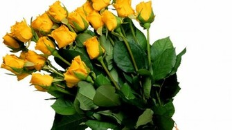 Yellow Rose Flowers White Background Roses On A