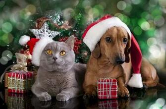 Christmas Cats Dogs HD Wallpaper New Tab Theme Goodtimes
