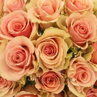 Peach Flowers
