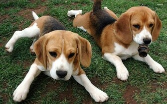 Beagle
