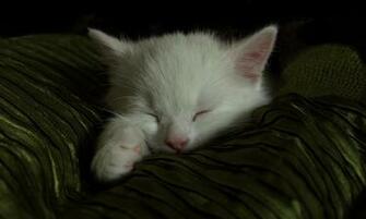 Sleeping Cat Wallpaper