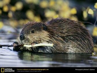 Wallpaper Animals National Geographic