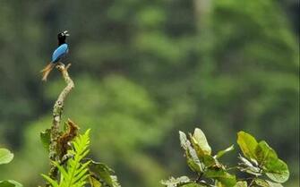 Wild Life Birds Amazing HD Wallpaper 1080p World In