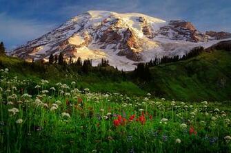Meadow Is Hay Mat Provides Just The Beauty Of Floweringthats
