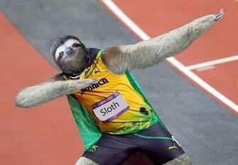 Cute Funny Animalz Sloth New Nice Image And Wallpaper