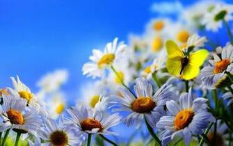 Spring Butterfly Wallpaper Amazings HD Site