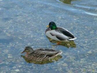 Ducks Unlimited Wallpaper Wallpaperkin