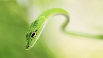 Green Snake Kde Store