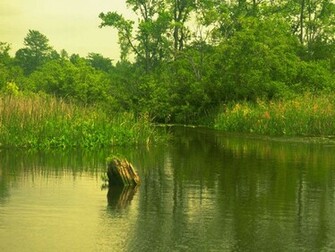 Tags Nature Wallpaper
