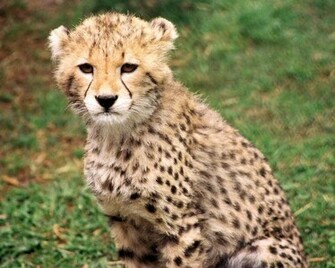 Cute Baby Animals Wallpaper HD Fondo