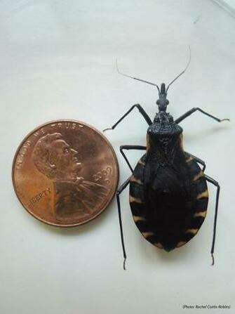 Found A Bug Kissing Bugs And Chagas Disease In The U S Texas M