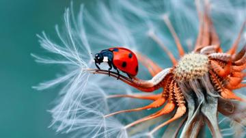 Ladybug 4k Ultra Wallpaper