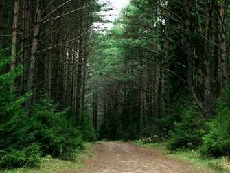 Russia Forest Path Desktop Pc And Mac Wallpaper