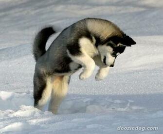 Siberian Husky Puppies Wallpaper Nat Geo Adventure