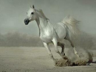 Running Horse Wallpaper White Horses For Desktop