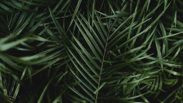 4k Palm Leaves Branches Wallpaper