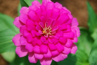 New Flowers Wallpaper Widescreen HD