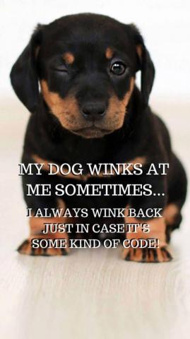 Funny Dog Saying On Phone Wallpaper For I And Android