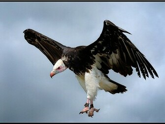 Wallpaper HD Desktop Online Bird