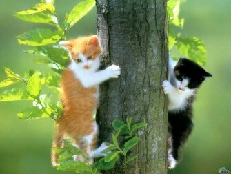 Wallpaper World Cats