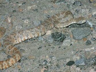 Crotalus Mitchellii Photographed In Southern California S Coachella