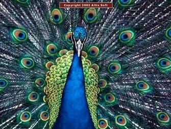 Birds In Flight On Rest Also Look A Collection Of Exotic Learn