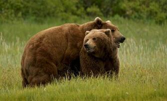 Grizzly Bear Wallpaper Image Photos Pictures Background