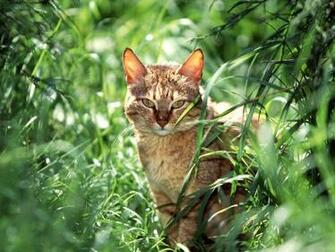 Wild Cat Warrior Cats Forever Wallpaper