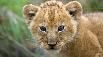 Beautiful Cute Lion Cub Closeup Face HD Wallpaper