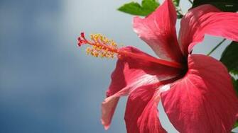 Pink Hibiscus Wallpaper Flower