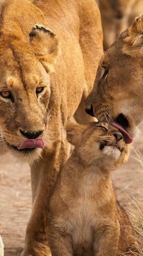 Several Lion iPhone Wallpaper Couple