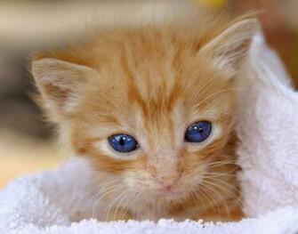 Not Sure If Naptime Kittens Nothing But Tiny Cats