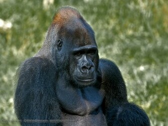Gorilla Wallpaper Click Picture For High Resolution HD