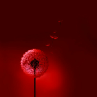 Samsung Galaxy S3 Red Dandelion Wallpaper Siii By Kingwicked On