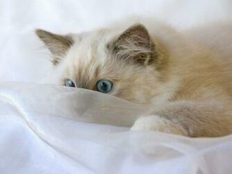 Ragdoll Kittens Cats Image Funny Cat Wallpaper