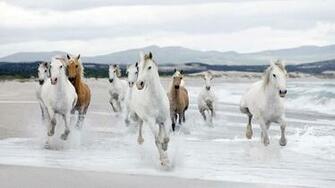 Beautiful White Horse Running Beach Wallpaper HD