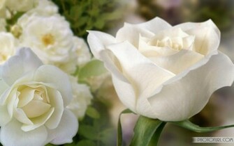 Beautiful White Flower Wallpaper