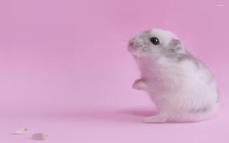 Cute Hamster Background Wallpaper Baltana