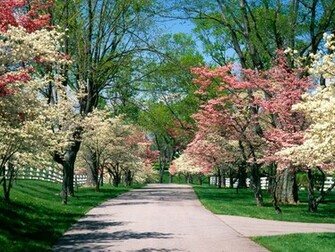 Spring Nature Background Wallpaper HD