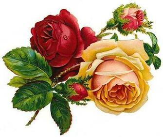 Vintage Botanical Graphics Early Rose Illustrations