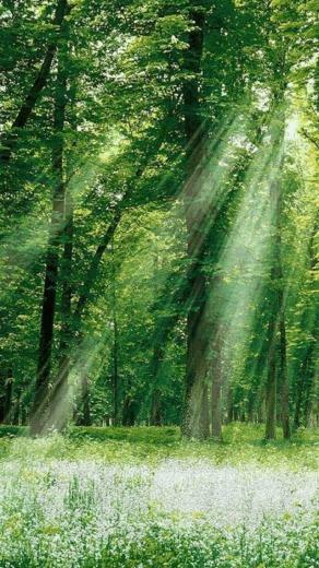 In Forest Wallpaper For iPhone HD Background